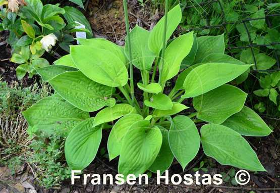 Hosta Kiwi Sunshine